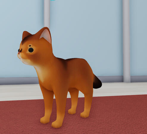 abyssinian