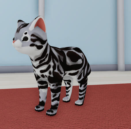 american shorthair