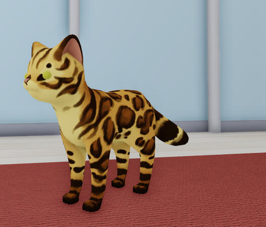 bengal