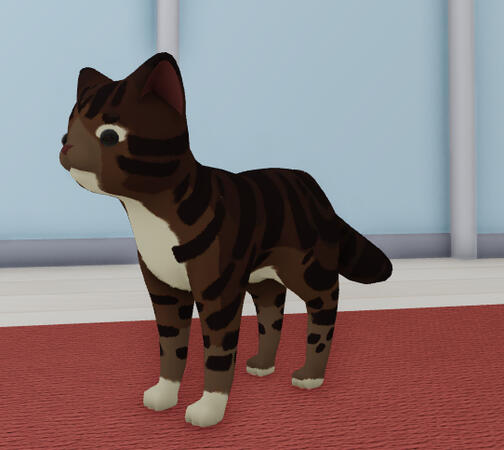 brown tabby